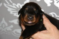 /album/pups/a2e-nestje-dag-11-036-jpg/